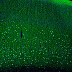 Immunofluorescence staining of mouse cerebral cortex shows strong positivity in the deep layers neurons.