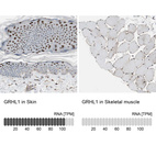 Anti-GRHL1 Antibody