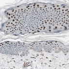 Immunohistochemical staining of human skin shows moderate to strong nuclear positivity in squamous epithelial cells.