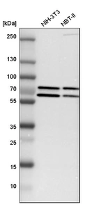 Western blot analysis in mouse cell line NIH-3T3 and rat cell line NBT-II.