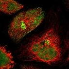 Immunofluorescent staining of human cell line A-431 shows localization to nucleus & the Golgi apparatus.