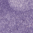 Immunohistochemical staining of human tonsil shows no positivity in non-germinal center cells as expected.