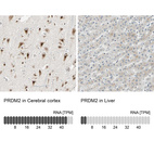 Anti-PRDM2 Antibody