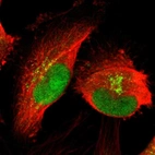 Immunofluorescent staining of human cell line U-251 MG shows localization to nucleus & the Golgi apparatus.