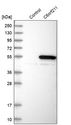 Western blot analysis in control (vector only transfected HEK293T lysate) and C6orf211 over-expression lysate (Co-expressed with a C-terminal myc-DDK tag (~3.1 kDa) in mammalian HEK293T cells, LY403003).