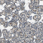 Anti-USP40 Antibody