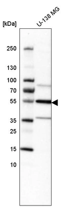 Western blot analysis in human cell line U-138 MG.