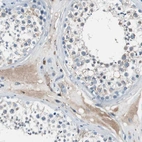 Immunohistochemical staining of human testis shows strong secreted/cytoplasmic positivity in Leydig cells.