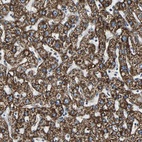 Anti-ECH1 Antibody