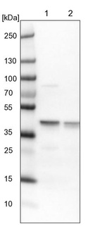 Lane 1: NIH-3T3 cell lysate (Mouse embryonic fibroblast cells)_br/_Lane 2: NBT-II cell lysate (Rat Wistar bladder tumour cells)