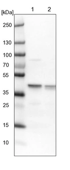 Lane 1: NIH-3T3 cell lysate (Mouse embryonic fibroblast cells)_br/_Lane 2: NBT-II cell lysate (Rat Wistar bladder tumour cells)