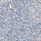 Immunohistochemical staining of human pancreas shows low expression as expected.