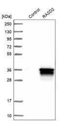 Western blot analysis in control (vector only transfected HEK293T lysate) and RASD2 over-expression lysate (Co-expressed with a C-terminal myc-DDK tag (~3.1 kDa) in mammalian HEK293T cells, LY415366).