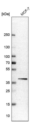 Western blot analysis in human cell line MCF-7.