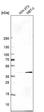 Western blot analysis in mouse cell line NIH-3T3 and rat cell line NBT-II.