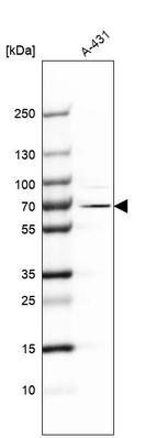 Western blot analysis in human cell line A-431.
