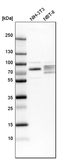 Western blot analysis in mouse cell line NIH-3T3 and rat cell line NBT-II.