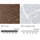 Anti-FBP1 Antibody