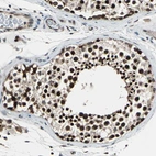 Immunohistochemical staining of human testis shows strong nuclear positivity in cells in seminiferous ducts.