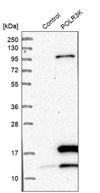 Western blot analysis in control (vector only transfected HEK293T lysate) and POLR3K over-expression lysate (Co-expressed with a C-terminal myc-DDK tag (~3.1 kDa) in mammalian HEK293T cells, LY414047).
