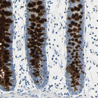 Anti-MUC4 Antibody