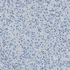 Immunohistochemical staining of human pancreas shows no cytoplasmic positivity in exocrine glandular cells as expected.