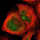 Immunofluorescent staining of human cell line A-431 shows localization to nucleoplasm, nuclear bodies & cytosol.