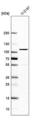 Anti-ELOA Antibody