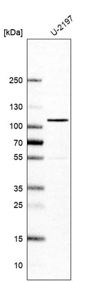 Western blot analysis in human cell line U-2197.