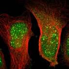 Immunofluorescent staining of human cell line U-2 OS shows localization to nuclear speckles & cytosol.