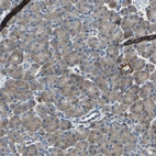 Immunohistochemical staining of human pancreas shows moderate cytoplasmic positivity in exocrine glandular cells.