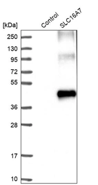 Western blot analysis in control (vector only transfected HEK293T lysate) and SLC16A7 over-expression lysate (Co-expressed with a C-terminal myc-DDK tag (~3.1 kDa) in mammalian HEK293T cells, LY401493).