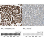 Anti-FHL2 Antibody