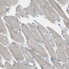 Immunohistochemical staining of human skeletal muscle shows low positivity in myocytes as expected.