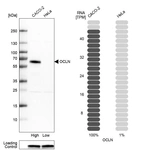 Western blot analysis in human cell line CACO-2 and human cell line HeLa.