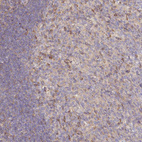 Anti-NIN Antibody