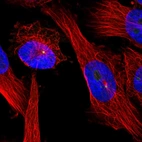 Immunofluorescent staining of human cell line U-251 MG shows localization to nucleoli & centrosome.