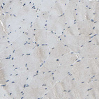 Immunohistochemical staining of human skeletal muscle shows very weak positivity in myocytes as expected.