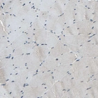 Immunohistochemical staining of human skeletal muscle shows very weak positivity in myocytes as expected.