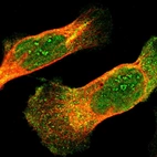 Immunofluorescent staining of human cell line U-2 OS shows localization to nucleus, nucleoli fibrillar center & cytosol.