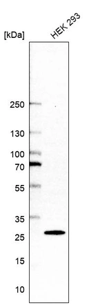 Western blot analysis in human cell line HEK 293.