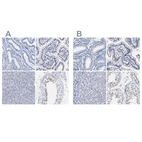 Immunohistochemical staining of human endometrium, gastrointestinal, liver and testis using Anti-AKAP4 antibody HPA005949 (A) shows similar protein distribution across tissues to independent antibody HPA020046 (B).