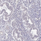 Immunohistochemical staining of human endometrium shows no positivity in glandular cells as expected.
