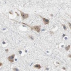 Immunohistochemical staining of human cerebral cortex using Anti-CCT5 antibody HPA005958.