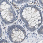 Immunohistochemical staining of human colon using Anti-CCT5 antibody HPA005958.