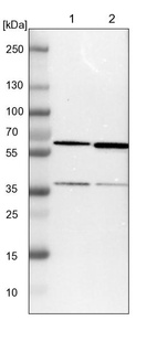 Lane 1: NIH-3T3 cell lysate (Mouse embryonic fibroblast cells)_br/_Lane 2: NBT-II cell lysate (Rat Wistar bladder tumour cells)