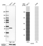 Anti-CLIC3 Antibody