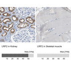 Anti-LRP2 Antibody