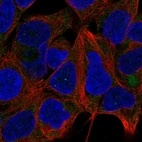 Immunofluorescent staining of human cell line HEK 293 shows localization to endoplasmic reticulum.