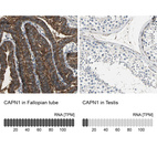 Anti-CAPN1 Antibody